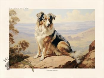 CFA Dog Australian Shepherd